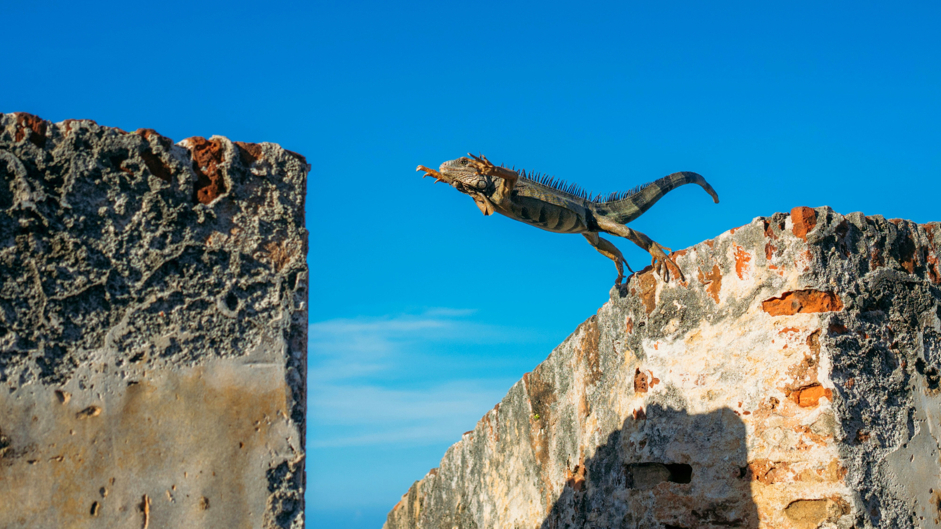 Photo of an iguana leaping between two brick walls against a blue sky