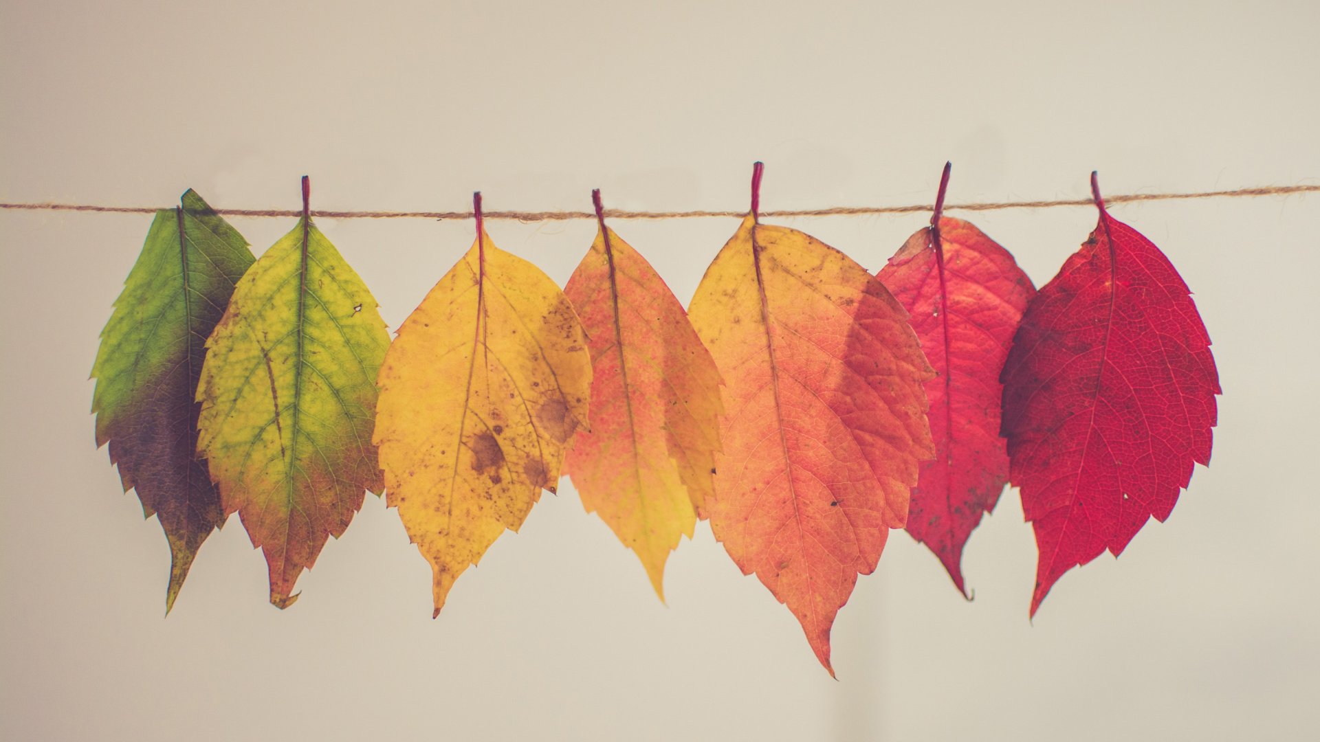 Seven leaves hanging from a string changing in color from green to red