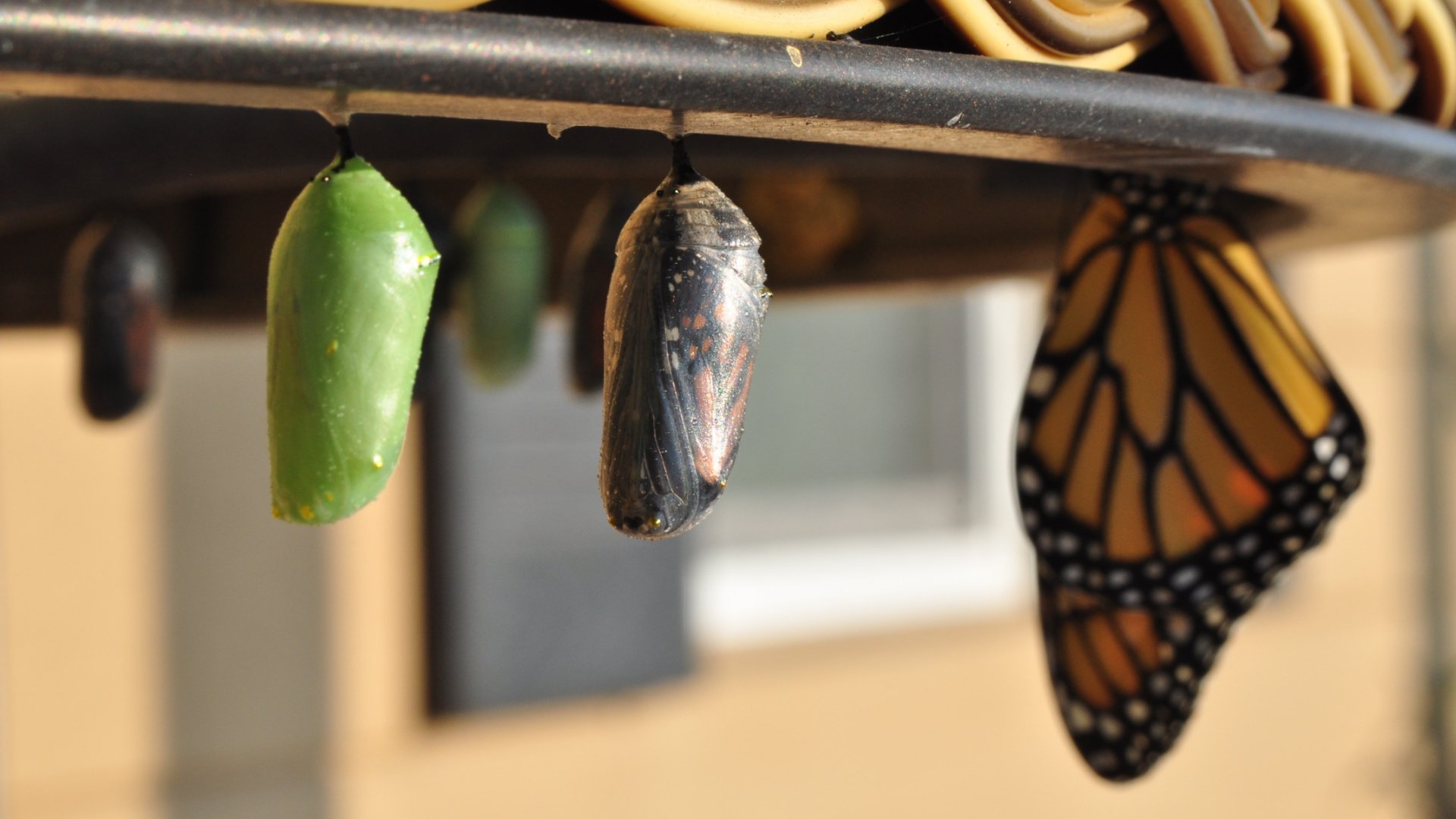 Three butterfly chrysalis hanging from a branch