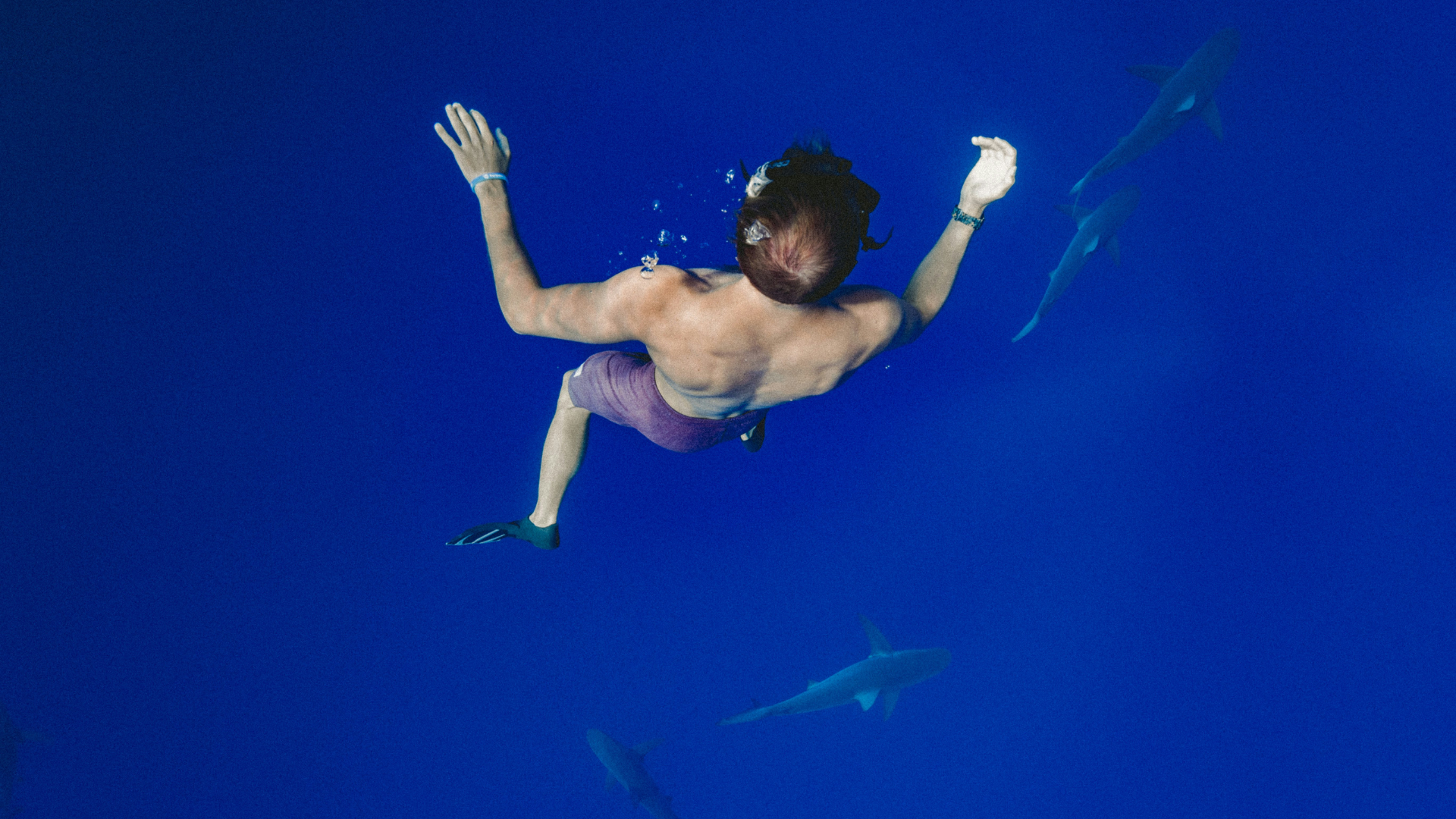 A man wearing flippers and board shorts free dives with fishes in the deep blue sea