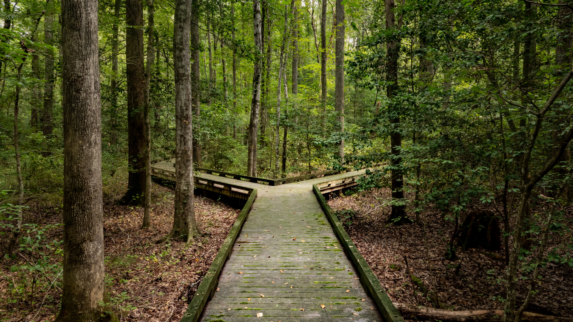 Point-of-view style photo: You are walking along a straight wooden path that's surrounded by a lush forest of leafy green tall trees which hide the view of the sky. In the distance, the path splits in two: One path to the left, one path to the right, implying there are decisions ahead.