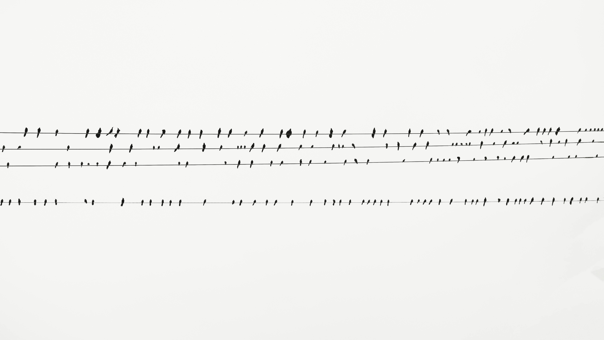 Dozens of small black birds perching on four horizontal stacked rows of power lines against a bright white background in black and white photography