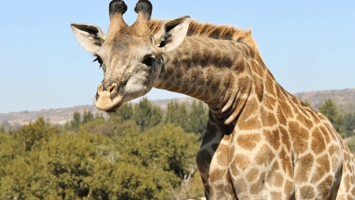 GIRAFFE.png