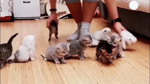 A person tries to organize a group of small and active kittens into a straight line (and fails)