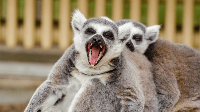 Lemurs.png