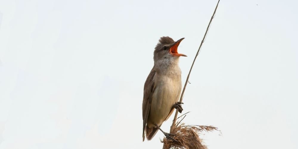 Bird singing