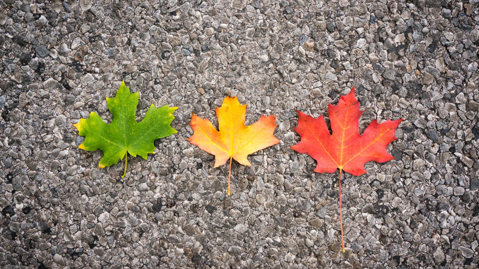 Three colorful leave laying side-by-side on grey pavement; the one on the left is green, in the middle is yellow and on the right is red representing the changing seasons