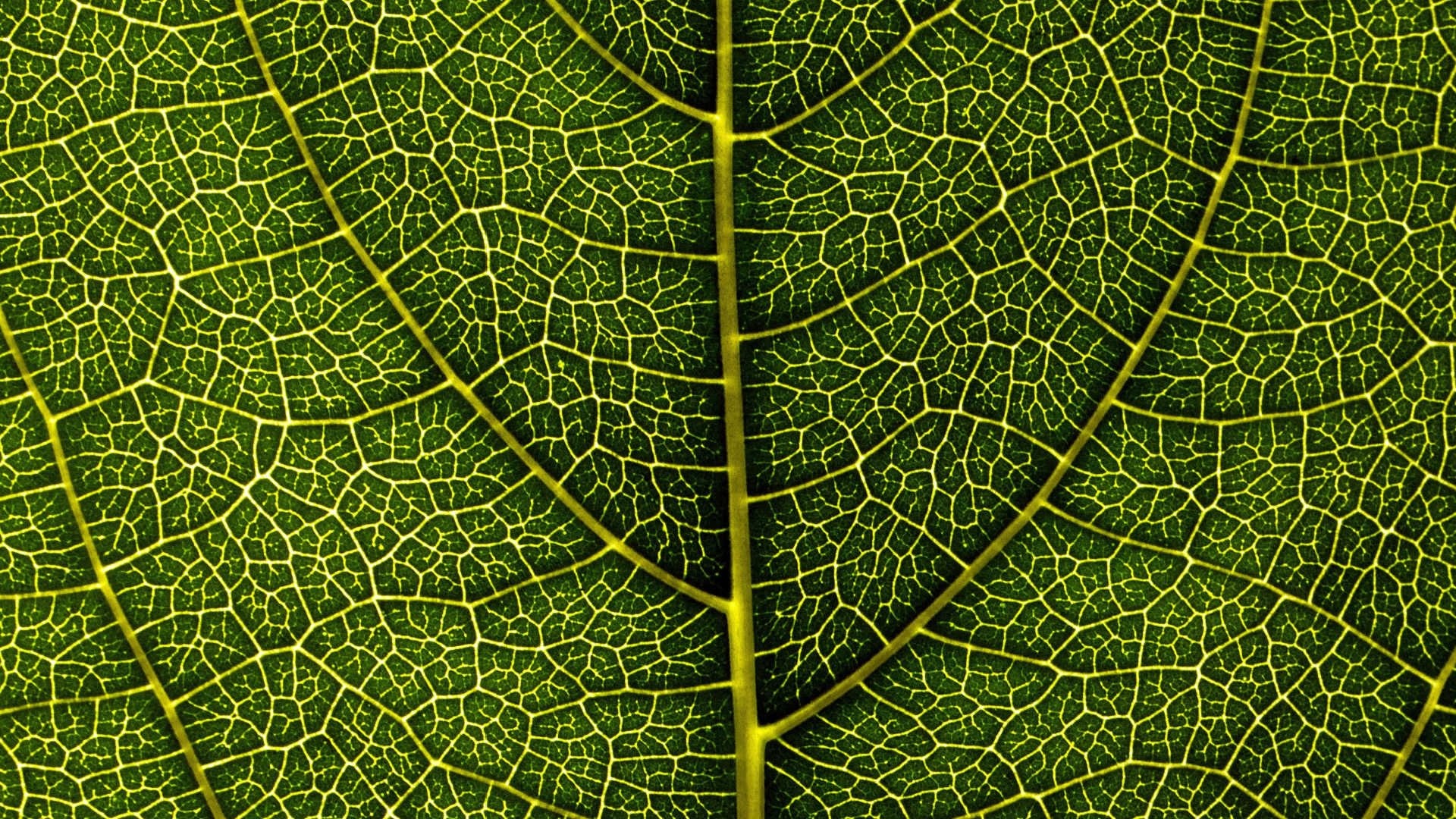A macro view of a green leaf showing the intricate details of the leaf's pattern