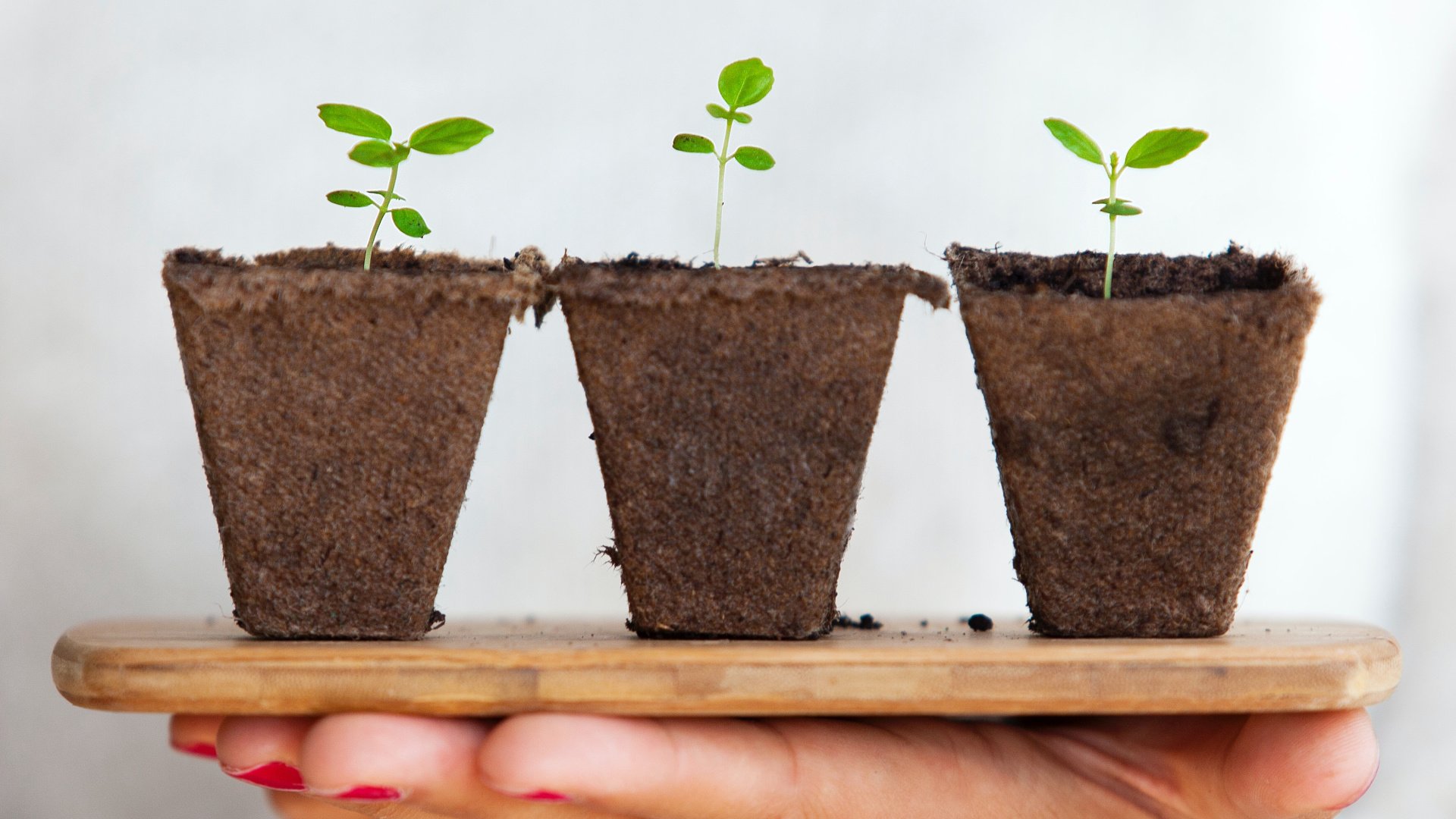 A hand holding a tray with three green seedlings sprouting from dirt