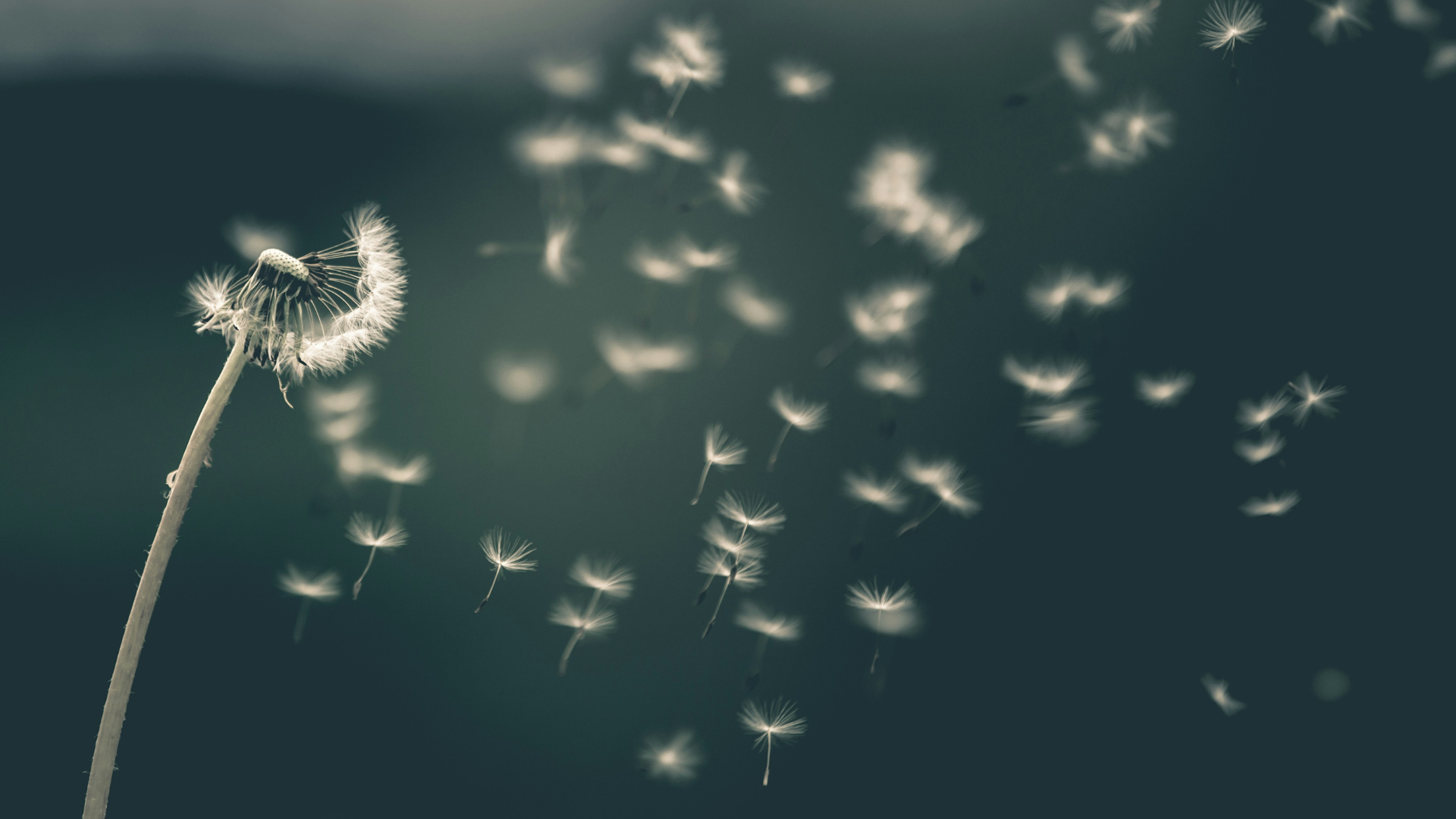 Shallow focus photograph of a puffball - a dandelion which has gone to seed - which has just been blown, seeds floating in into the air