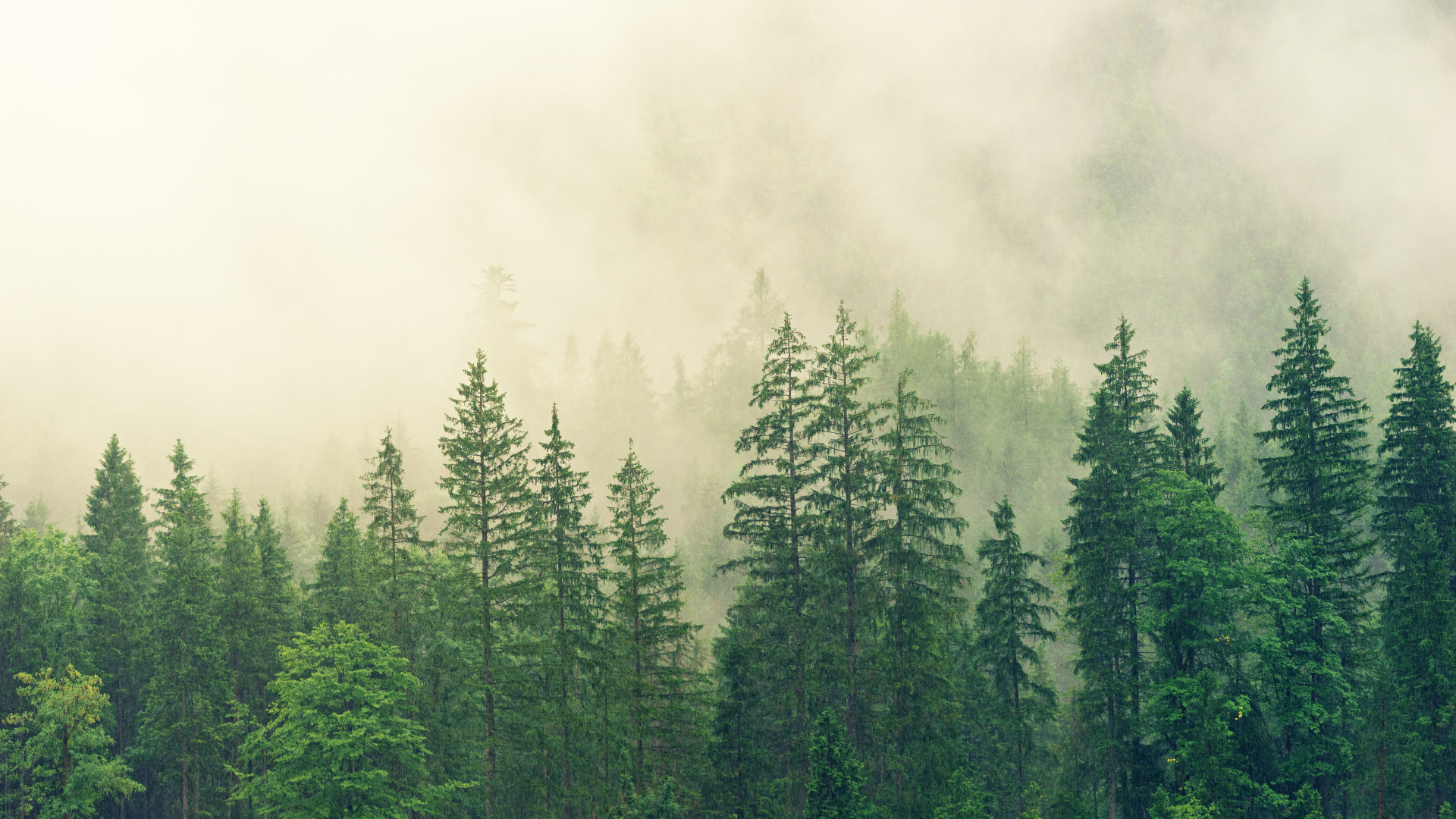 Scenic view of a dense evergreen forest shrouded in mist. Tall conifer trees rise into a foggy atmosphere.