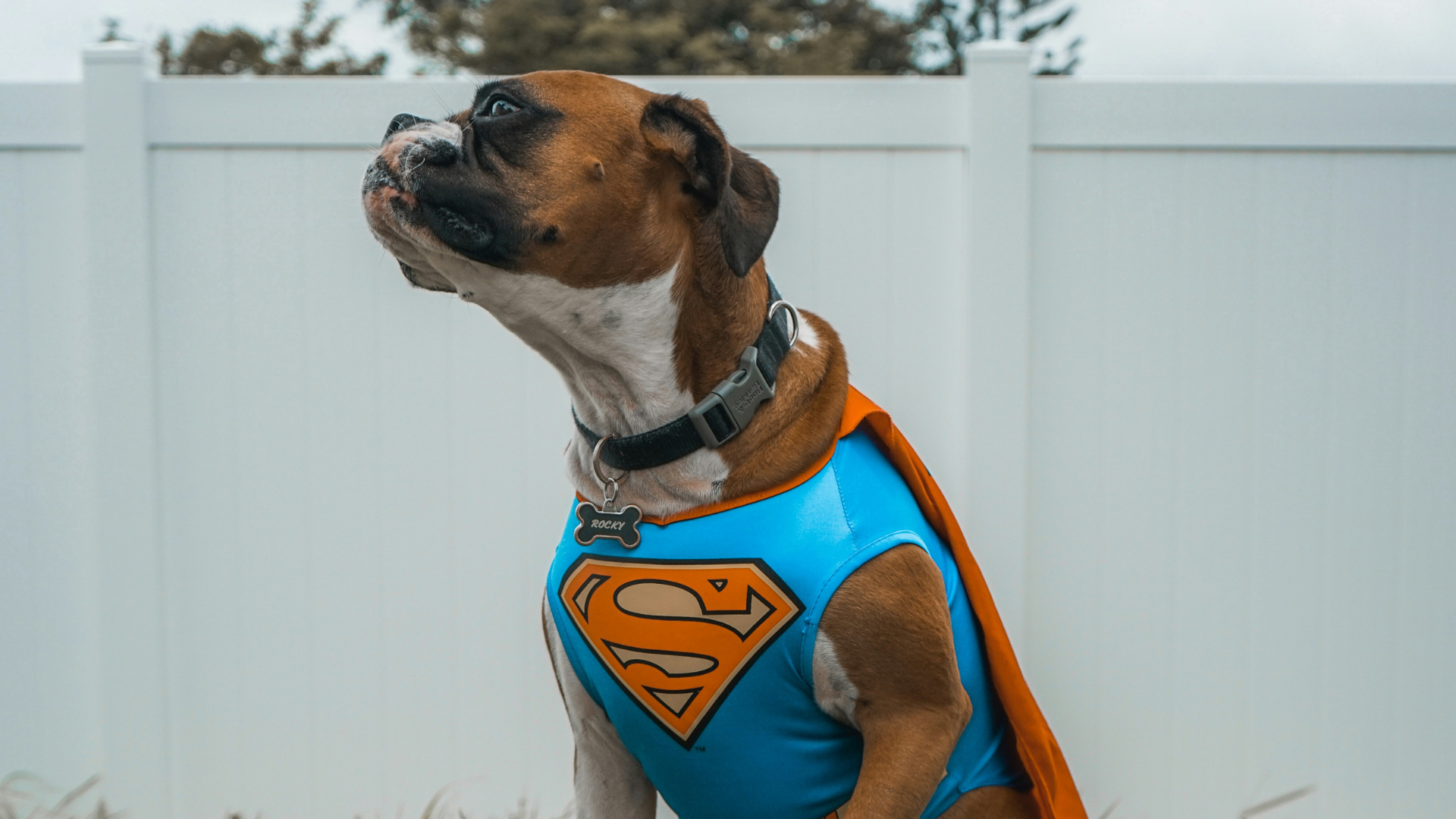 a dog wearing a superman costume