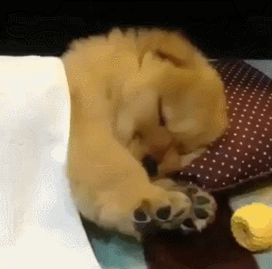 Cute fluffy golden puppy stretches while sleeping