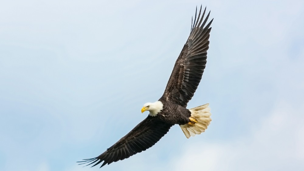 eagle