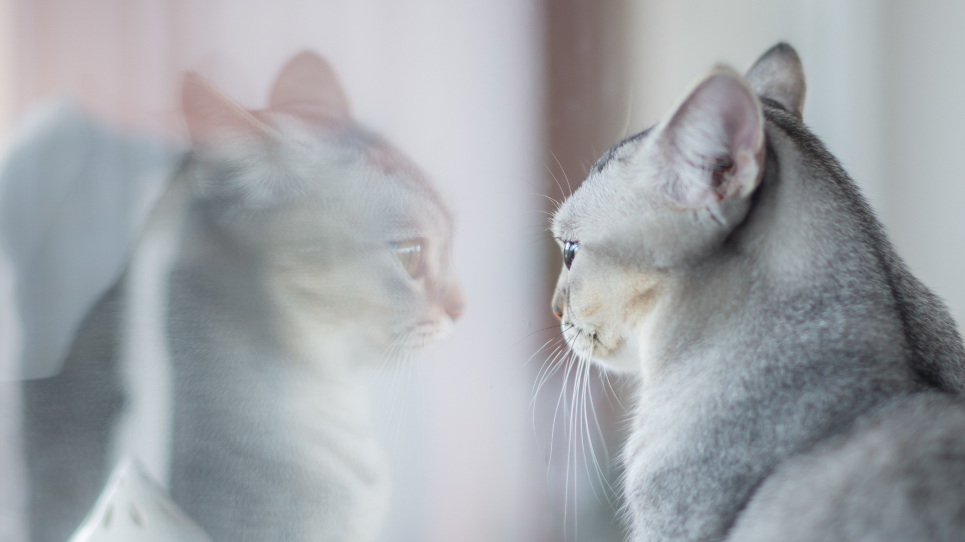 grey cat looking at its reflection in a window