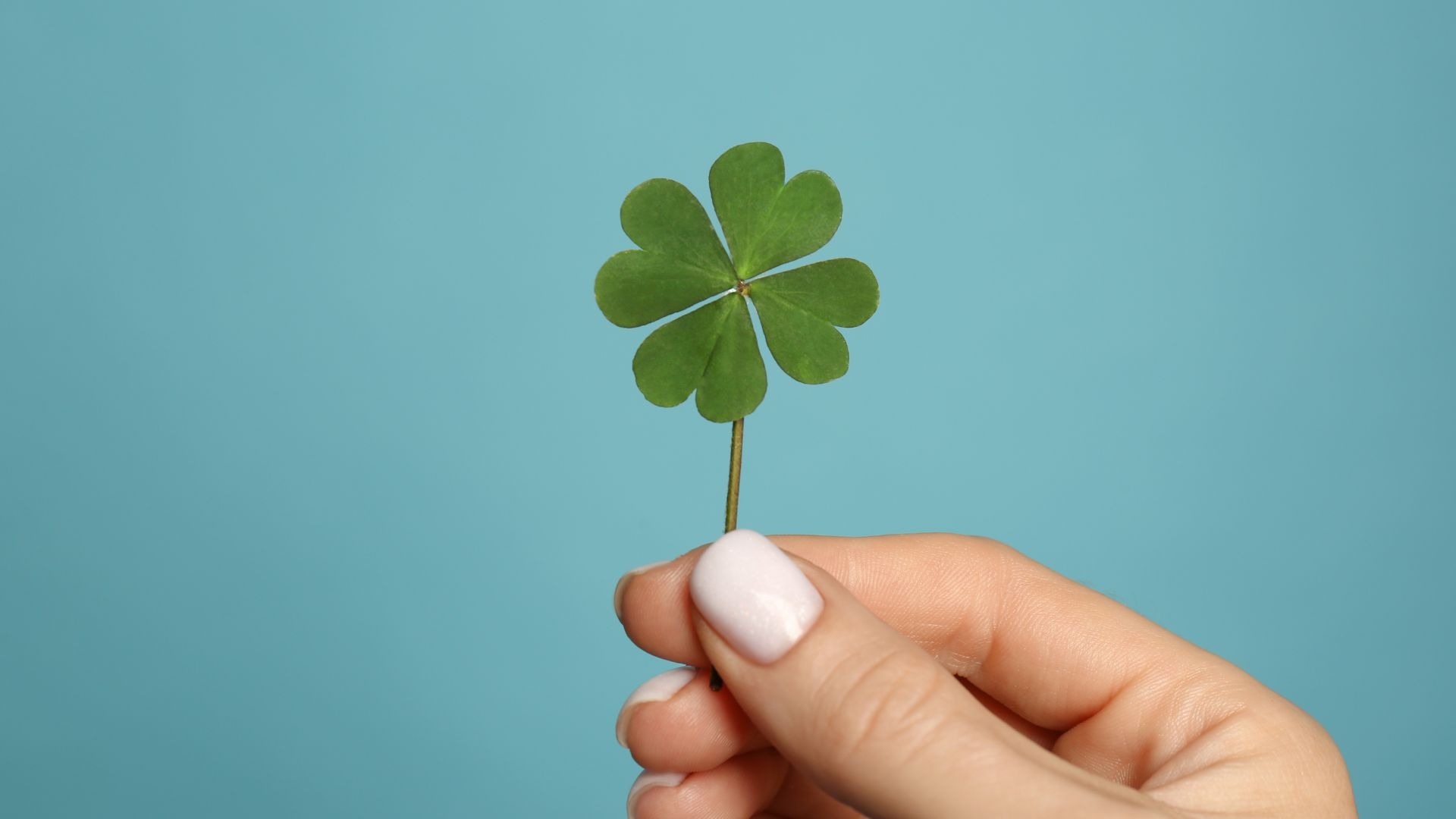 A hand holds a green four-leaf clover against a blue backdrop